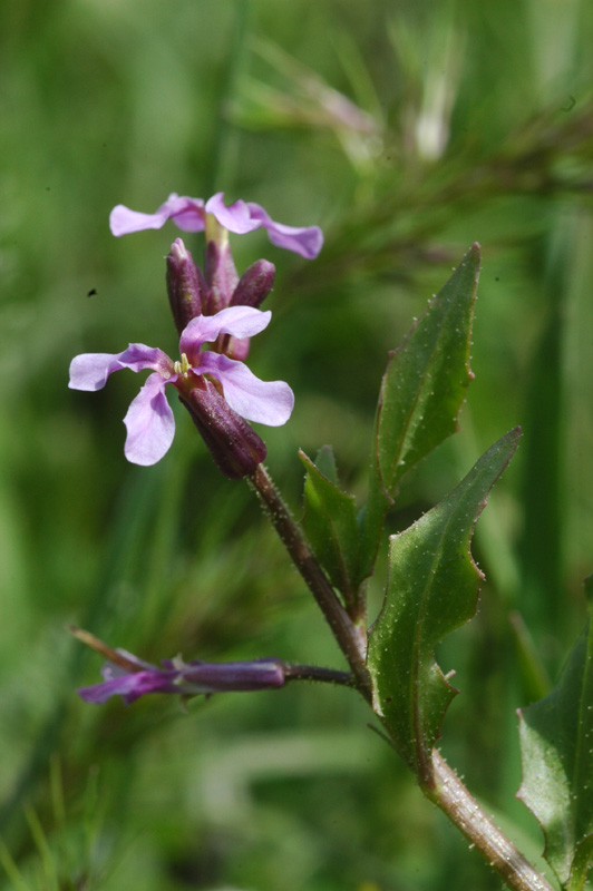 Image of Chorispora tenella specimen.