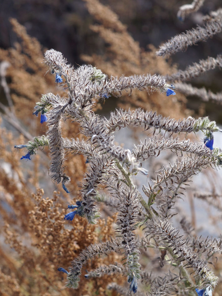 Изображение особи Echium vulgare.