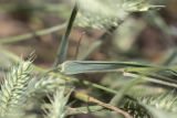 Agropyron pectinatum