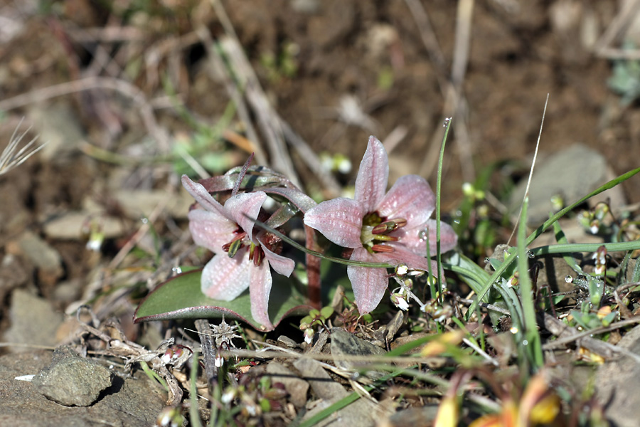 Изображение особи Rhinopetalum stenantherum.