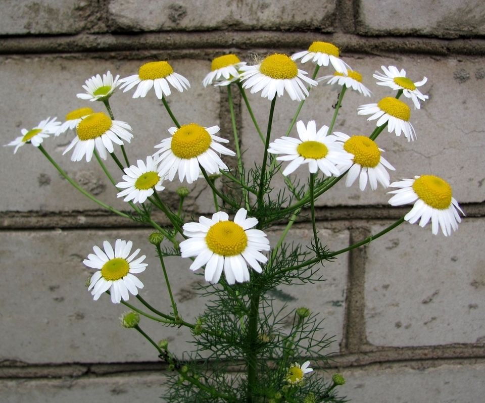 Изображение особи Tripleurospermum inodorum.