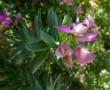 Polygala myrtifolia. Верхушка побега с цветками. Монако, площадь у Океанографического музея, в культуре. 23.07.2014.