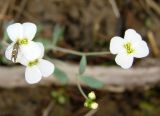 Arabidopsis petraea