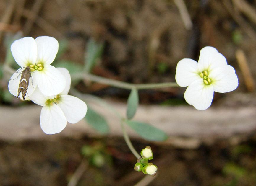 Изображение особи Arabidopsis petraea.