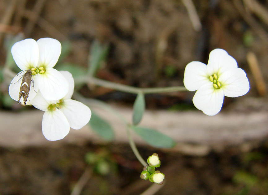 Image of Arabidopsis petraea specimen.