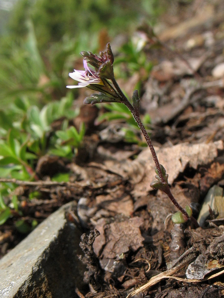 Изображение особи Euphrasia wettsteinii.