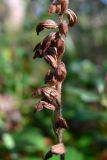 Goodyera repens. Часть соплодия с раскрывшимися плодами-коробочками. Свердловская обл., окр. г. Североуральск, травяно-моховой сосняк с елью на известняках. 30.08.2007.