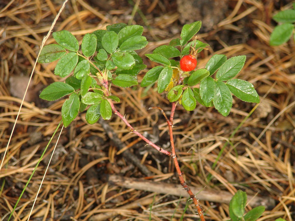 Image of Rosa cinnamomea specimen.