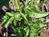 Cirsium setosum