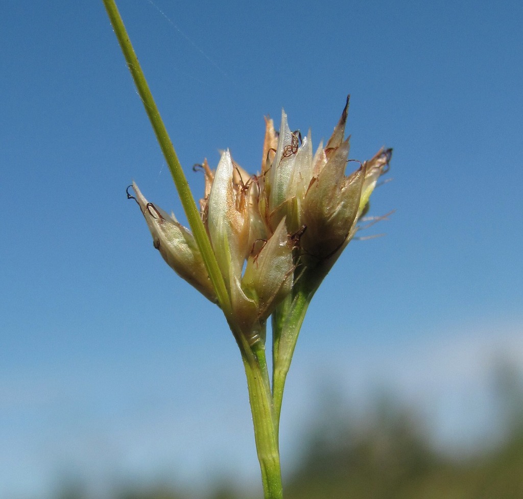 Изображение особи Rhynchospora alba.