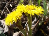 Tussilago farfara