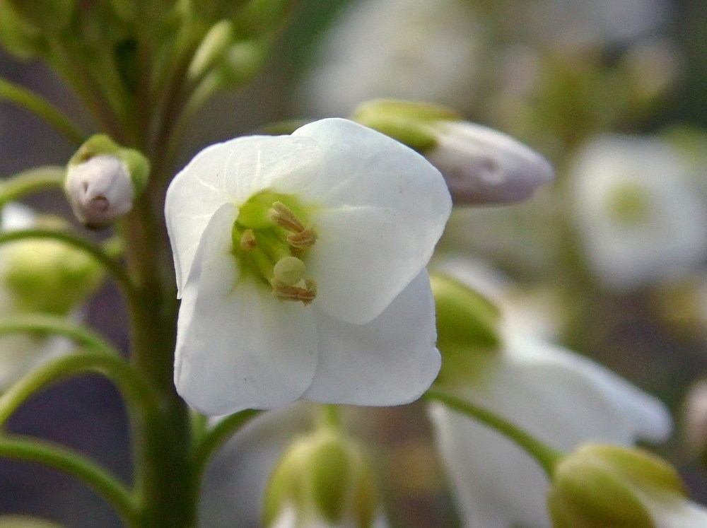 Image of Cardamine tenera specimen.