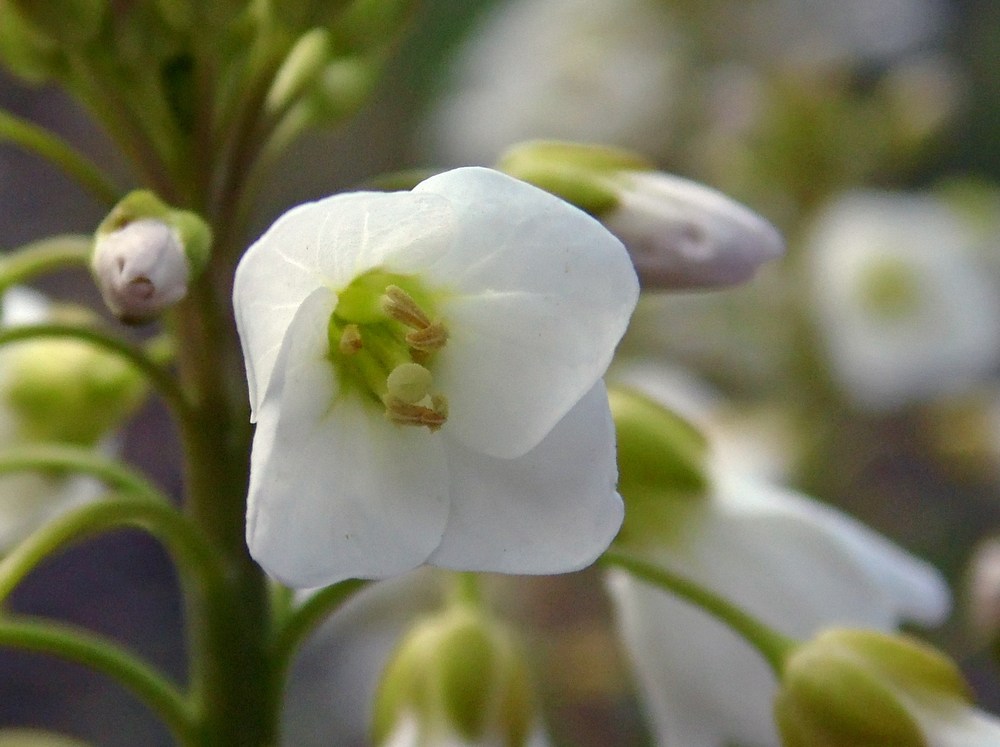 Изображение особи Cardamine tenera.