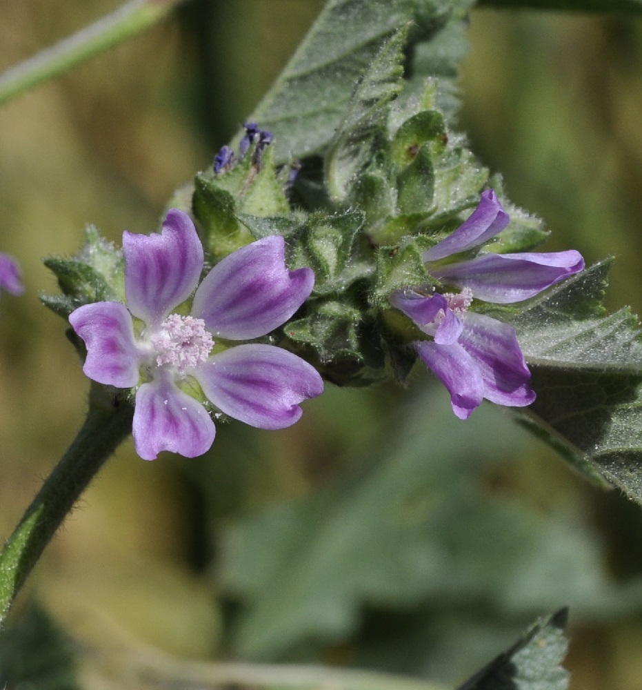 Image of Malva nicaeensis specimen.