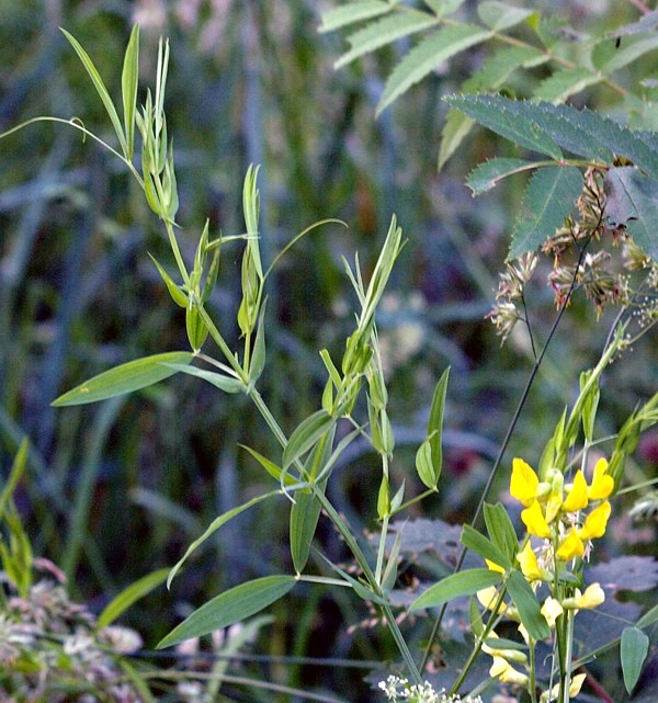 Image of Lathyrus pratensis specimen.