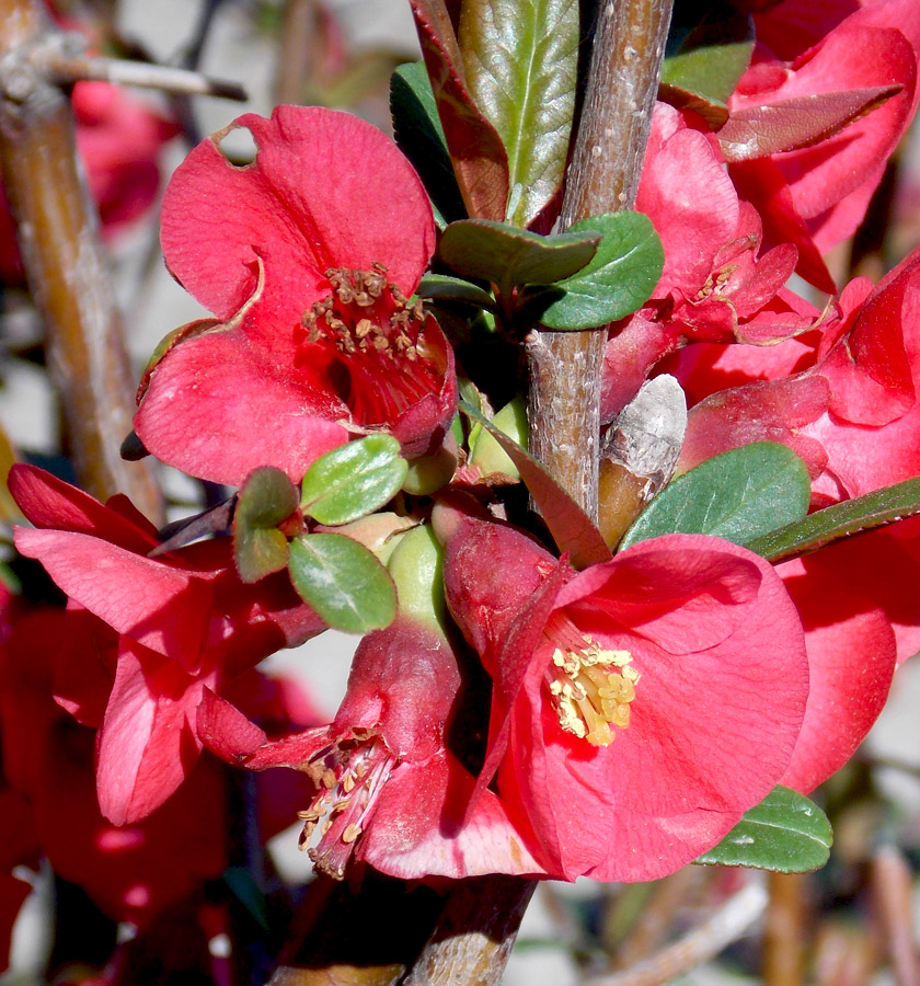 Image of Chaenomeles speciosa specimen.