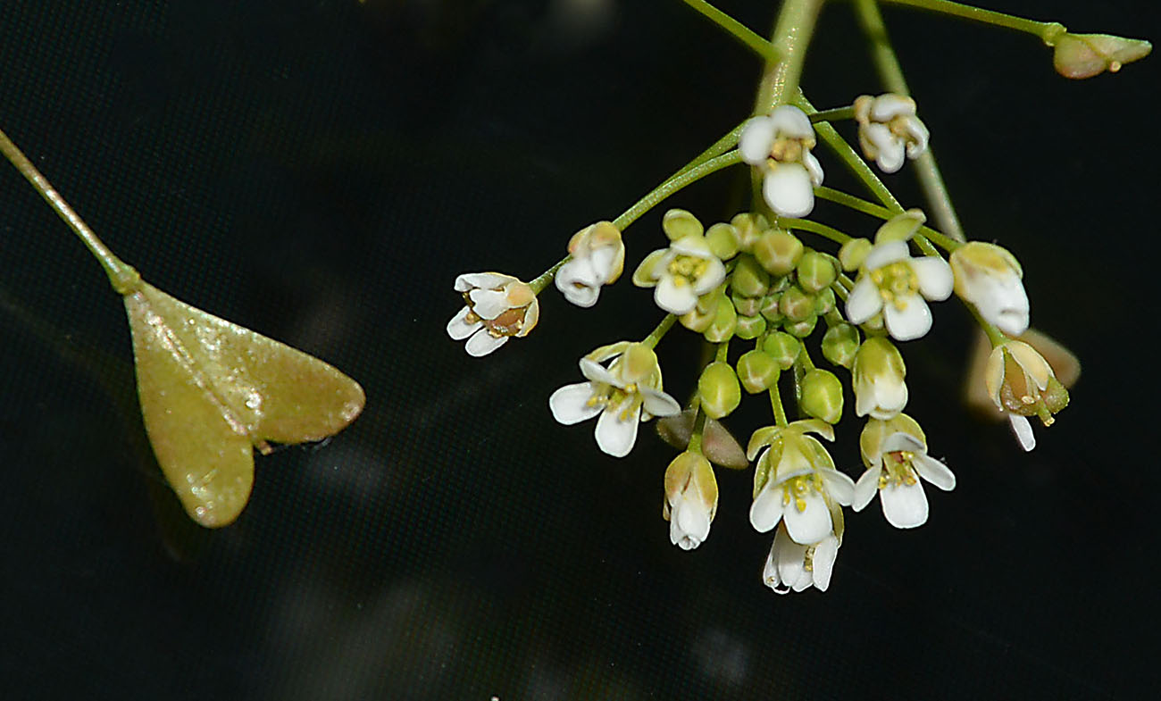 Изображение особи Capsella bursa-pastoris.