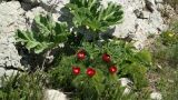 Paeonia tenuifolia