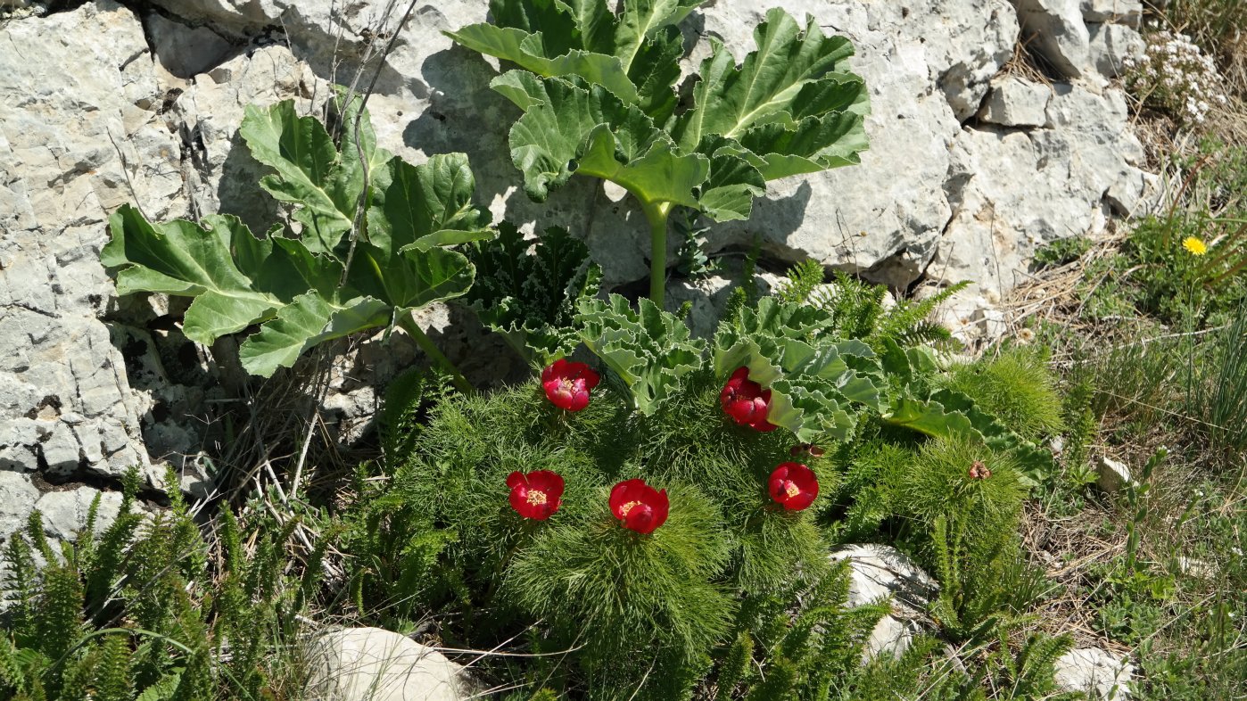 Image of Paeonia tenuifolia specimen.