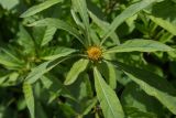 Bidens frondosa