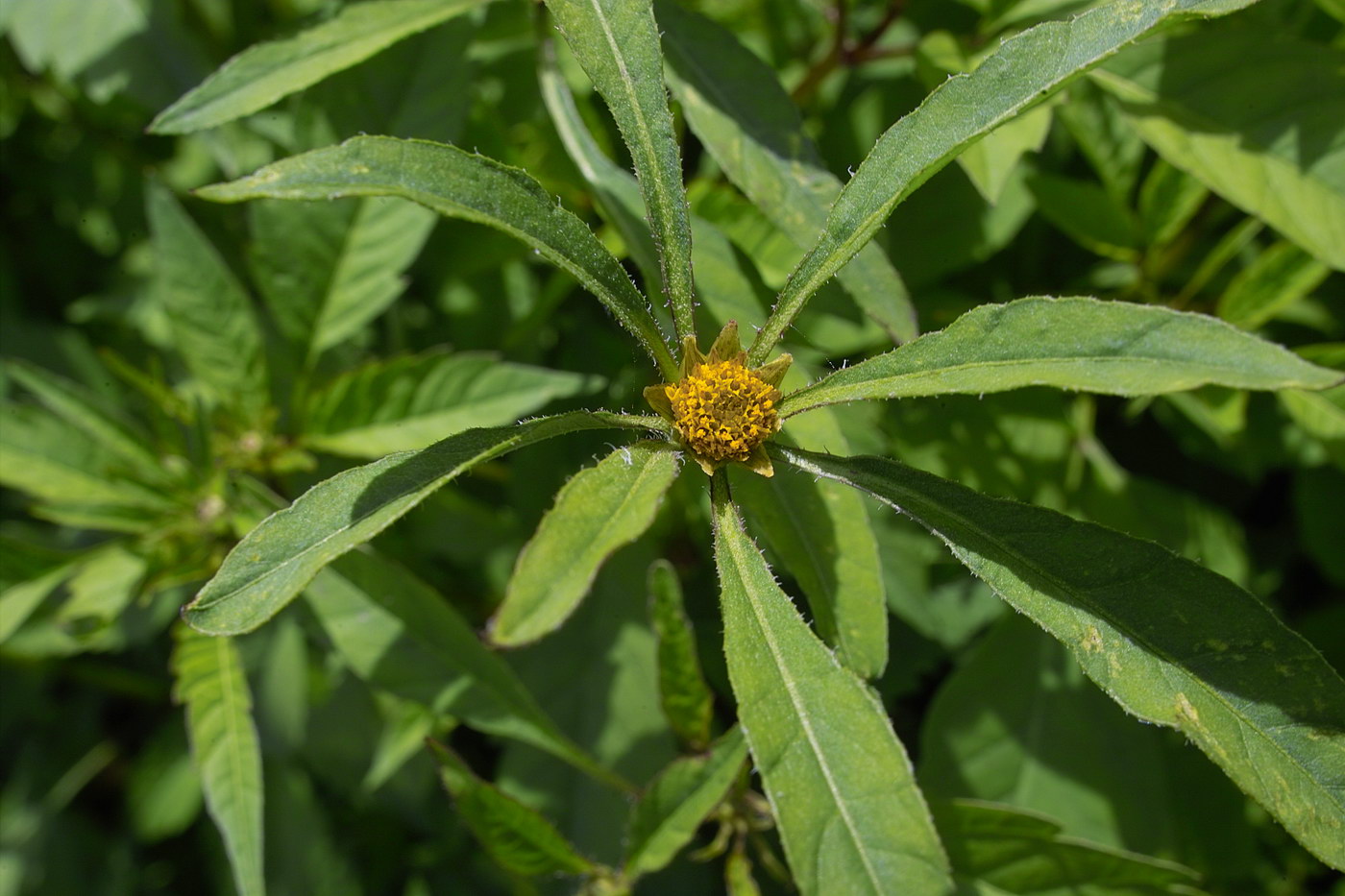 Image of Bidens frondosa specimen.