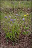 Globularia bisnagarica. Цветущие растения в каменистой степи. Республика Татарстан, Бавлинский район. 18 мая 2005 г.