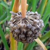 Allium fistulosum