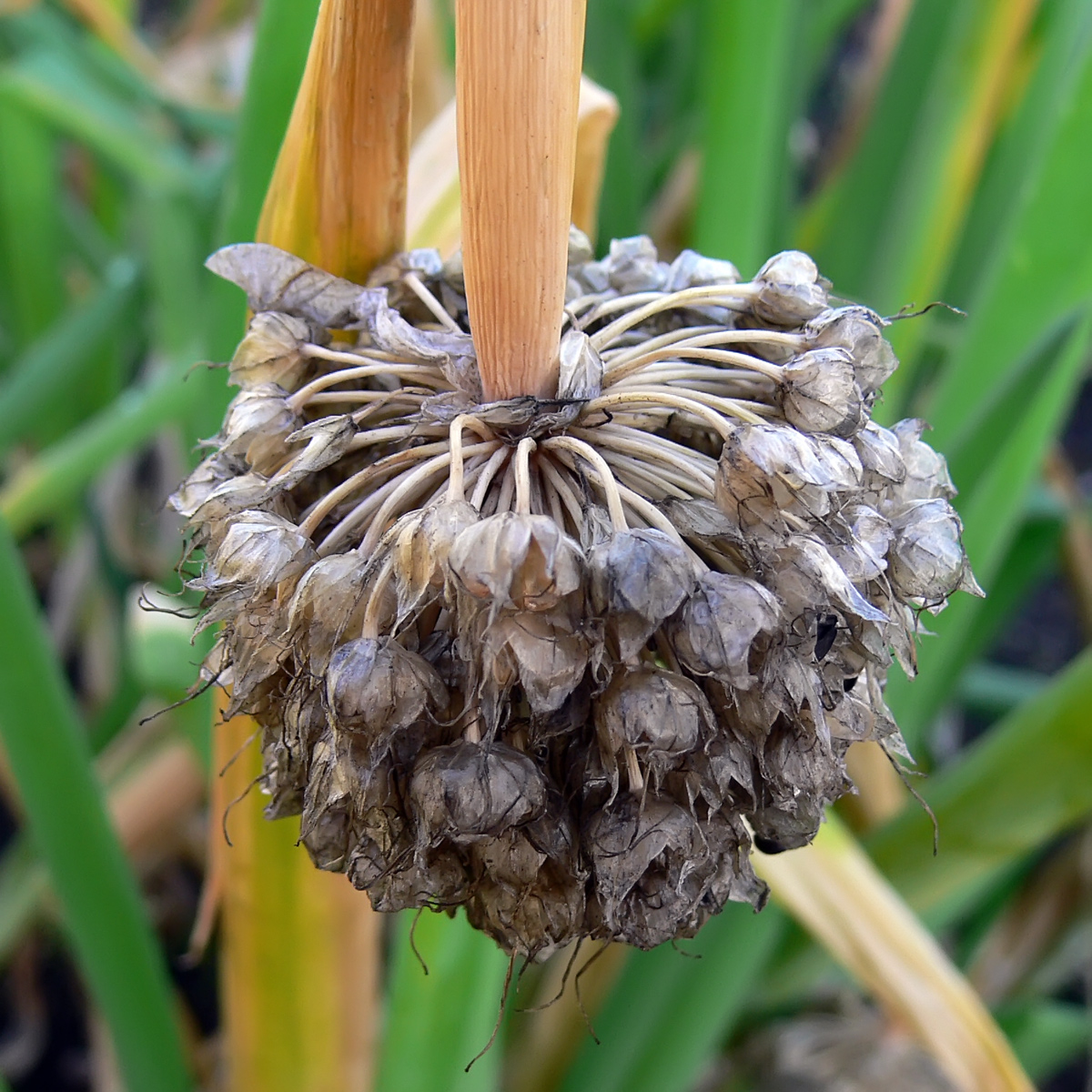 Изображение особи Allium fistulosum.