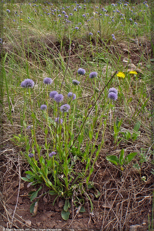 Изображение особи Globularia bisnagarica.