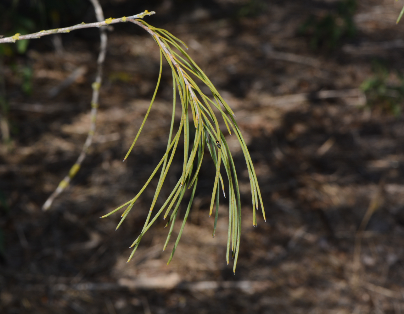 Image of Hakea orthorrhyncha specimen.