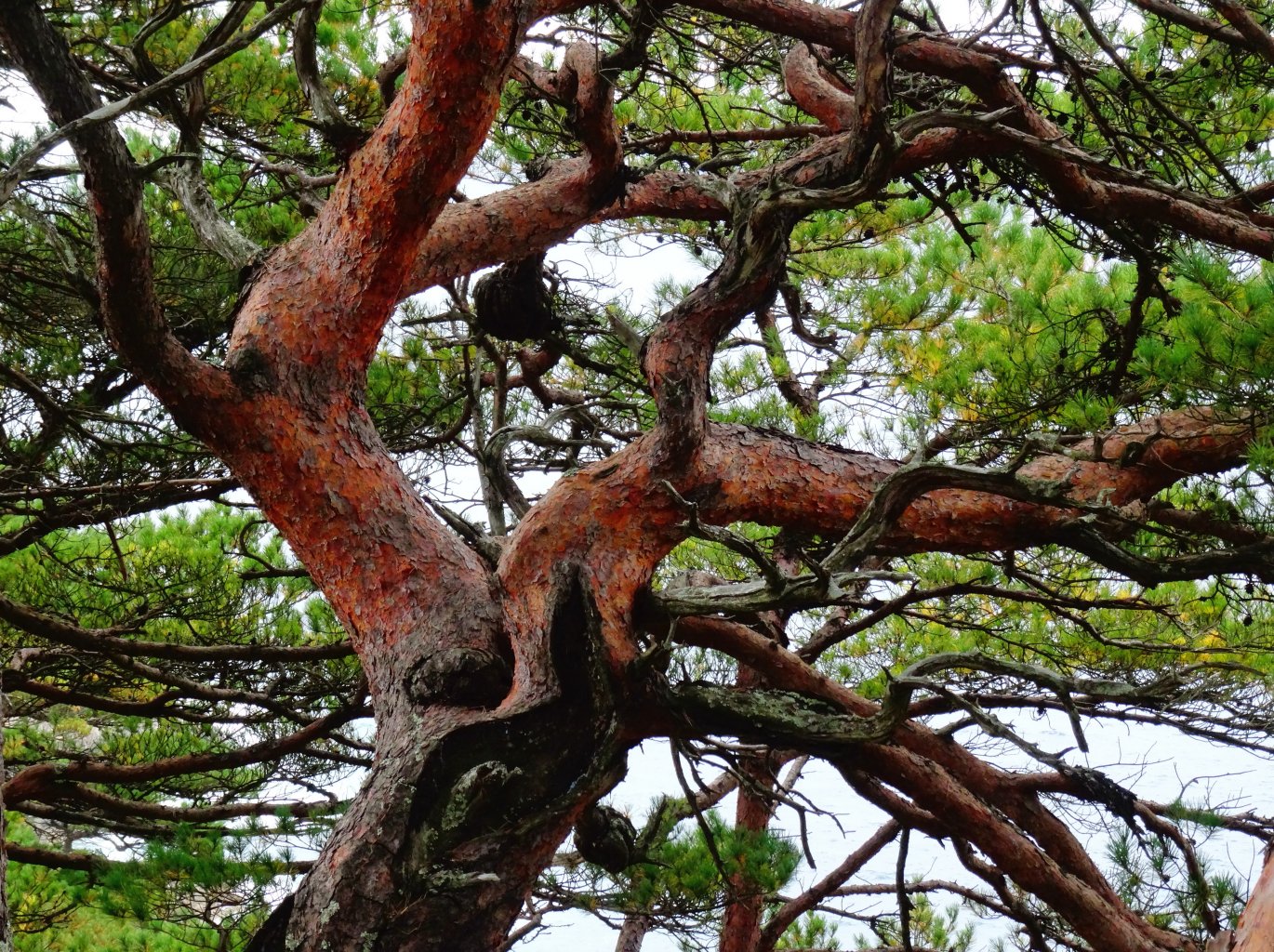 Изображение особи Pinus densiflora.