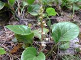 Pyrola rotundifolia. Растение с бутонами. Свердловская обл., окр. г. Североуральск, травяной сосняк с елью. 06.06.2007.