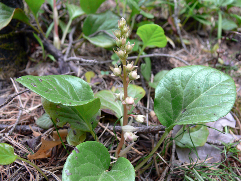 Изображение особи Pyrola rotundifolia.