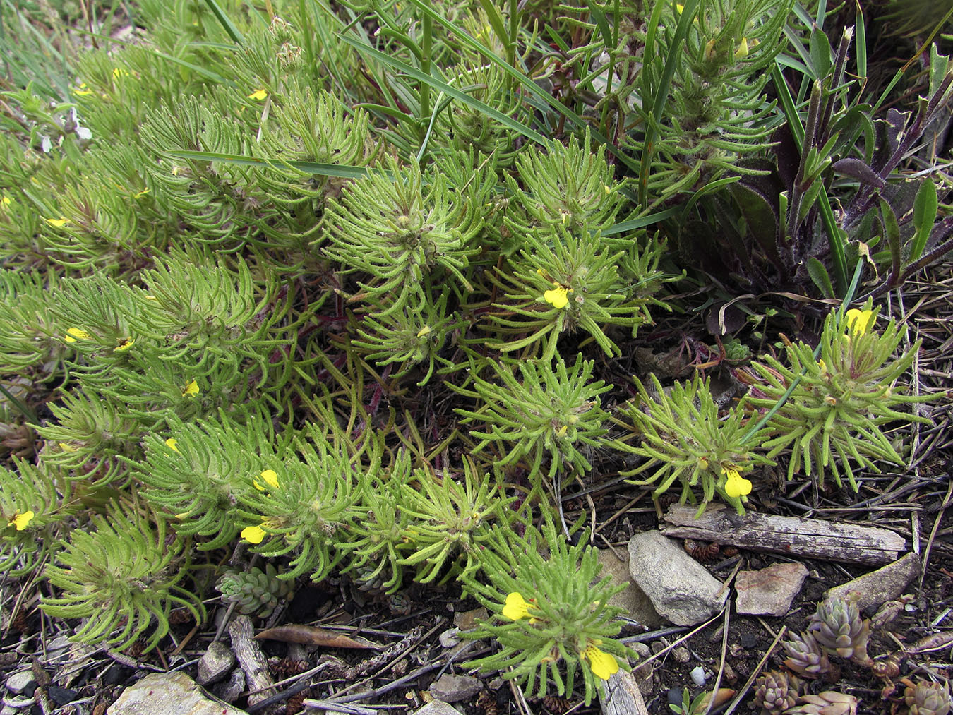 Image of Ajuga chamaepitys specimen.