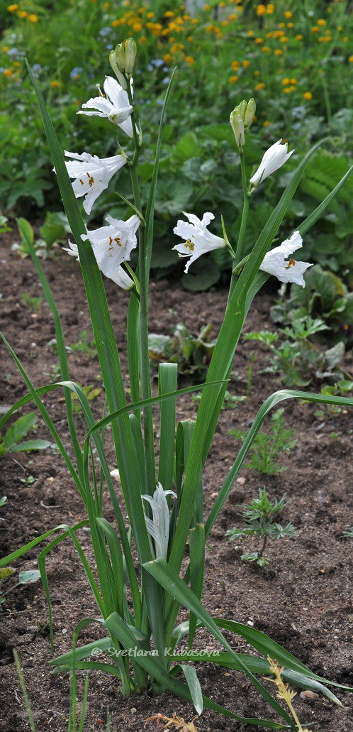 Изображение особи Paradisea liliastrum.