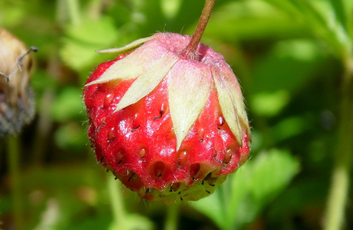 Image of Fragaria campestris specimen.