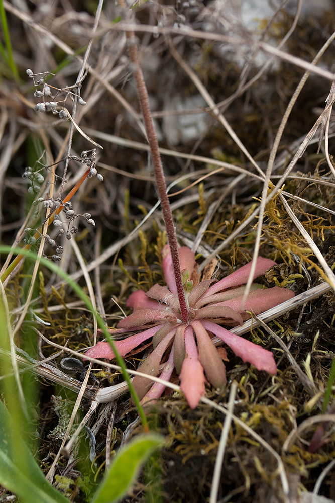 Image of Androsace septentrionalis specimen.