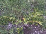 Nonea lutea