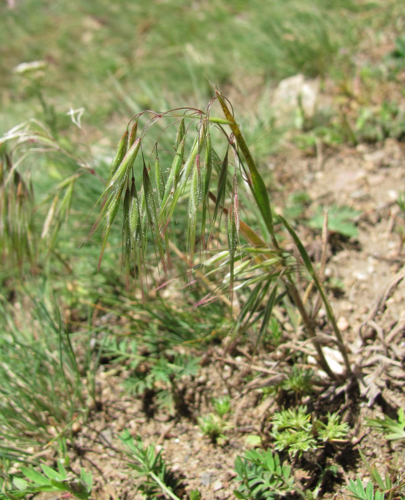 Изображение особи Anisantha tectorum.