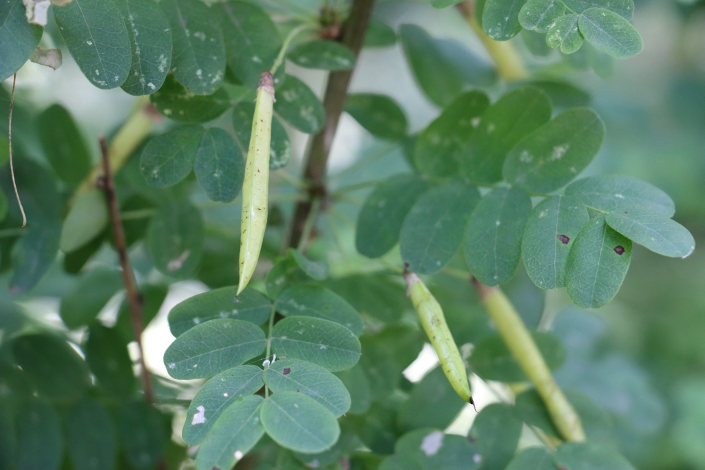 Изображение особи Caragana arborescens.