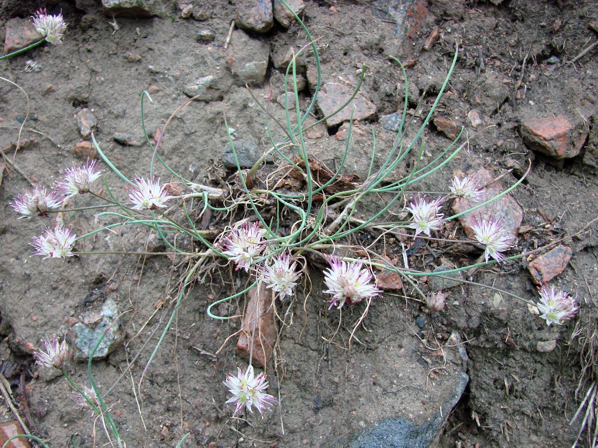 Image of Allium kokanicum specimen.