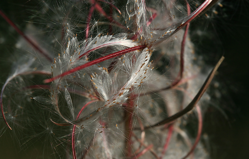 Image of Chamaenerion angustifolium specimen.