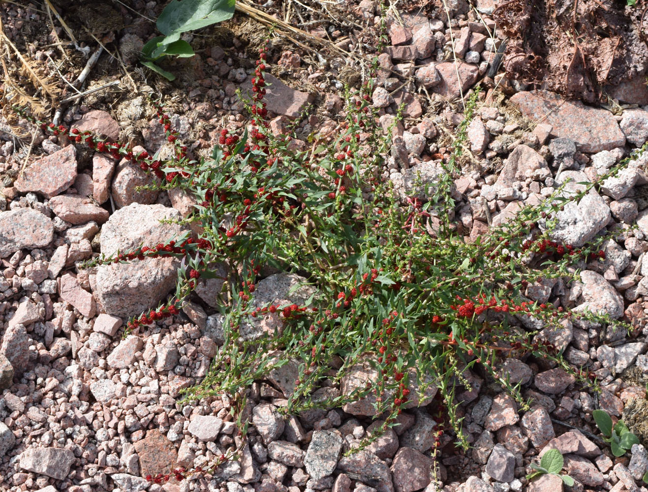 Image of Blitum virgatum specimen.