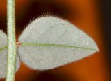 Onobrychis ptolemaica