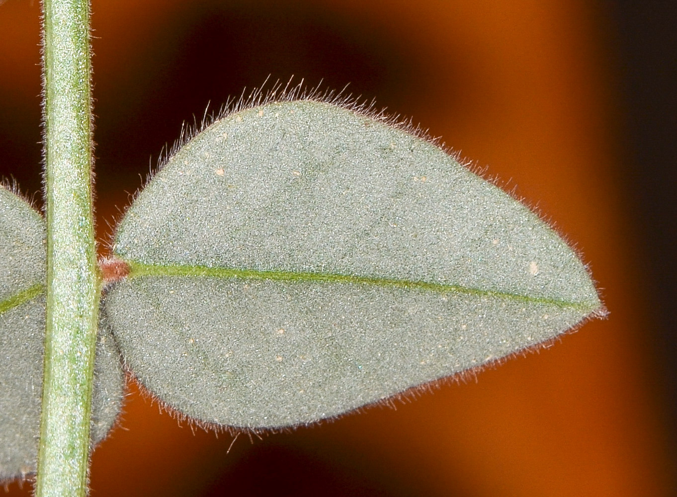 Image of Onobrychis ptolemaica specimen.