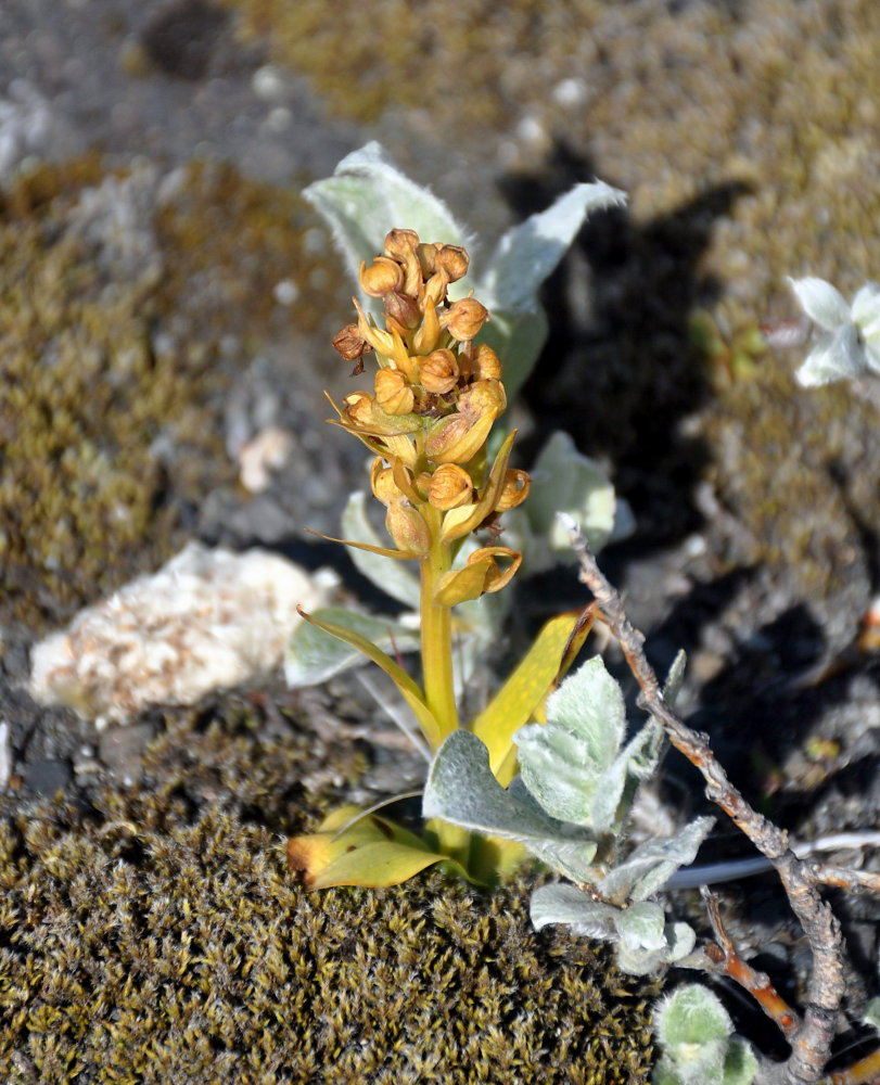 Image of Dactylorhiza viridis specimen.