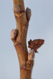 Ribes nigrum