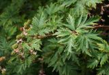 Rubus laciniatus