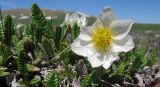 Dryas caucasica