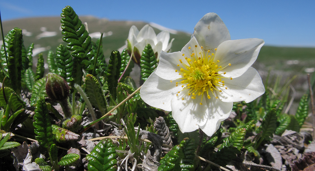 Изображение особи Dryas caucasica.